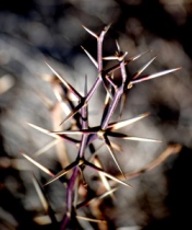 mesquite-thorns-paul-garland-flickr